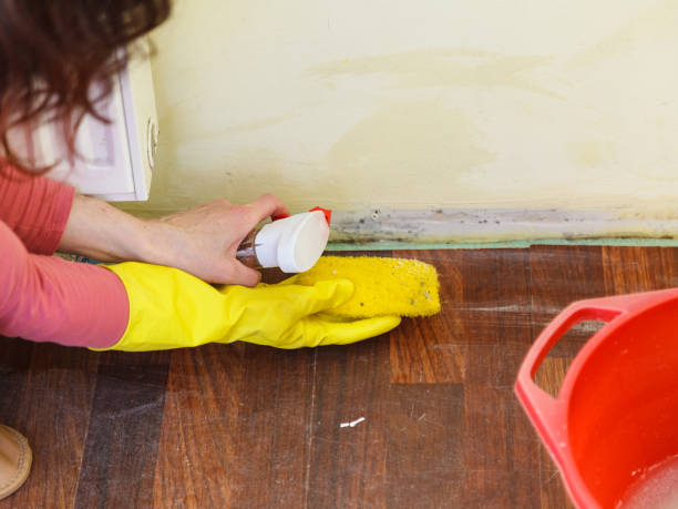 Why You Should Choose Our Mold Remediation Services in Greeley, CO